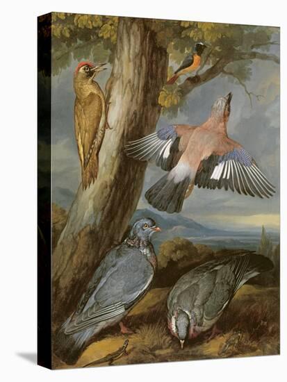 Jay, Green Woodpecker, Pigeons and Redstart, C.1650-Francis Barlow-Premier Image Canvas