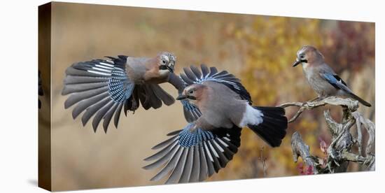 Jay, two fighting in mid-air with another observing. Norway-Markus Varesvuo-Premier Image Canvas