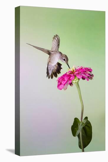 Jeff Davis County, Texas. Black Chinned Hummingbird Feeding at Zinnia-Larry Ditto-Premier Image Canvas