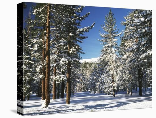 Jeffrey Pine Covered with Snow, Inyo National Forest, California, USA-Adam Jones-Premier Image Canvas