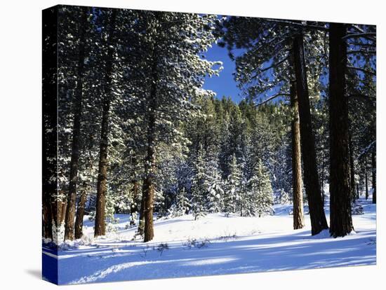 Jeffrey Pine Covered with Snow, Inyo National Forest, California, USA-Adam Jones-Premier Image Canvas