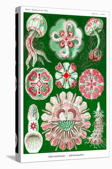 Jelly Fish-Ernst Haeckel-Stretched Canvas