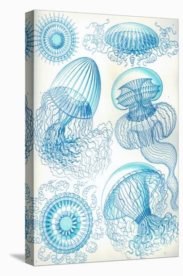 Jelly Fish-Ernst Haeckel-Stretched Canvas