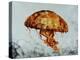 Jelly Fish-Sydney Edmunds-Premier Image Canvas