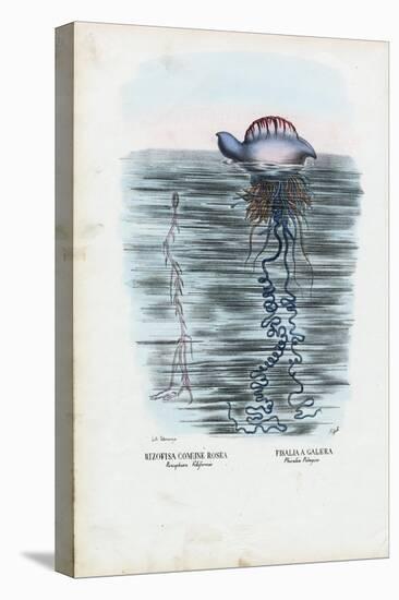 Jellyfish, 1863-79-Raimundo Petraroja-Premier Image Canvas