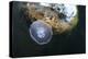 Jellyfish below the Surface-Bernard Radvaner-Premier Image Canvas