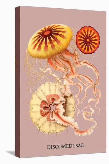 Jellyfish: Discomedusae-Ernst Haeckel-Stretched Canvas