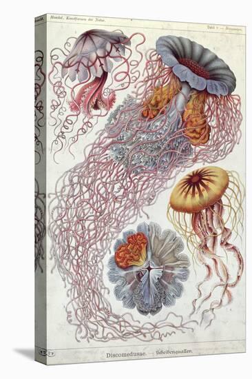 Jellyfish, from Kunstformen Der Natur, 1874-Ernst Haeckel-Premier Image Canvas