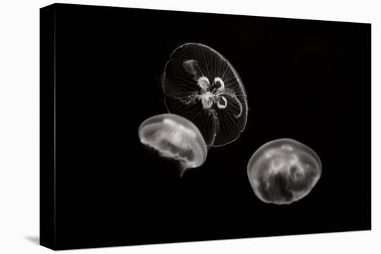 Jellyfish Glow II-Erin Berzel-Premier Image Canvas