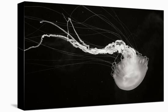 Jellyfish Glow IV-Erin Berzel-Premier Image Canvas