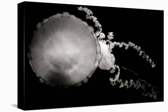Jellyfish Glow IX-Erin Berzel-Premier Image Canvas