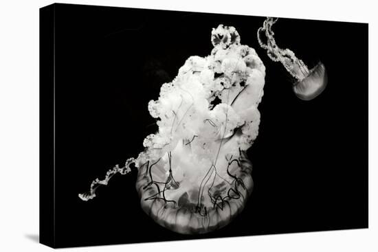 Jellyfish Glow VII-Erin Berzel-Premier Image Canvas