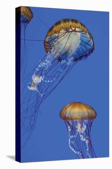 Jellyfish I-Erin Berzel-Premier Image Canvas