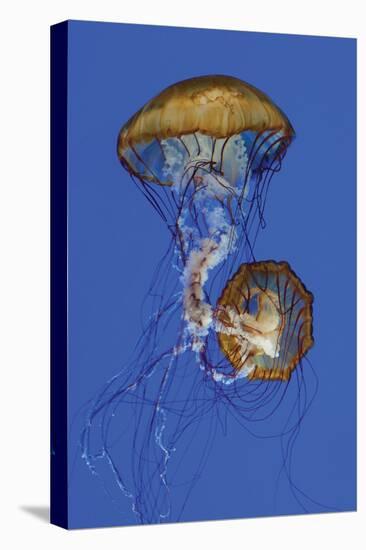 Jellyfish II-Erin Berzel-Premier Image Canvas