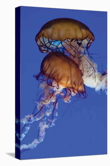 Jellyfish III-Erin Berzel-Premier Image Canvas