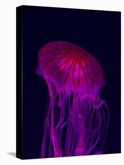 Jellyfish in Aquarium of Quebec, Sainte-Foy, Quebec City, Quebec, Canada-Panoramic Images-Premier Image Canvas