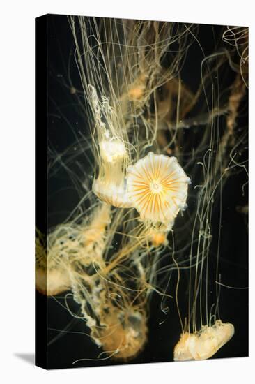 Jellyfish in the Ocean-alexandros33-Premier Image Canvas