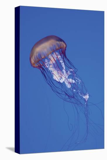 Jellyfish IV-Erin Berzel-Premier Image Canvas