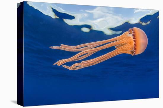 Jellyfish juvenile, drifting near the surface, Hawaii, Pacific Ocean-David Fleetham-Premier Image Canvas