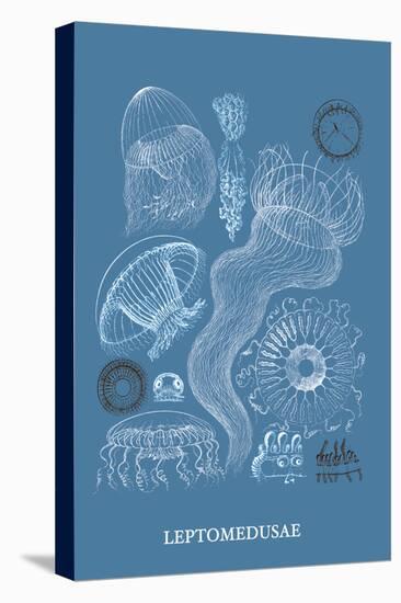 Jellyfish: Leptomedusae-Ernst Haeckel-Stretched Canvas