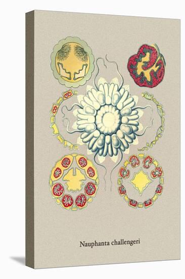 Jellyfish: Nauphanta Challengeri-Ernst Haeckel-Stretched Canvas