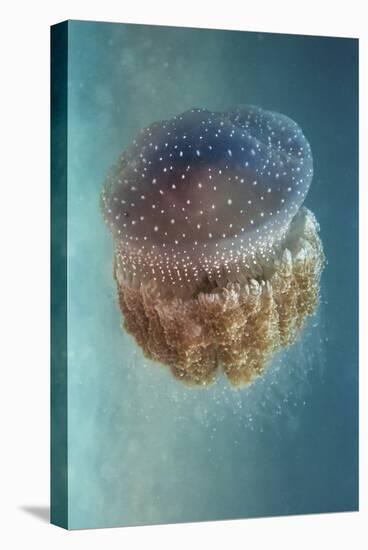 Jellyfish Phylorhiza Punctata-Yaron Halevy-Stretched Canvas