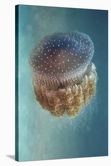 Jellyfish Phylorhiza Punctata-Yaron Halevy-Stretched Canvas