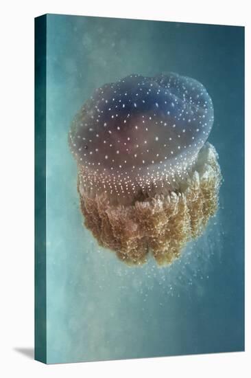 Jellyfish - Phylorhiza Punctata-Yaron Halevy-Premier Image Canvas