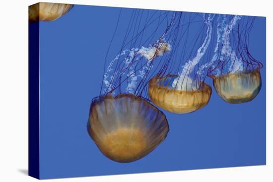 Jellyfish VI-Erin Berzel-Premier Image Canvas