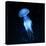 Jellyfish-null-Premier Image Canvas