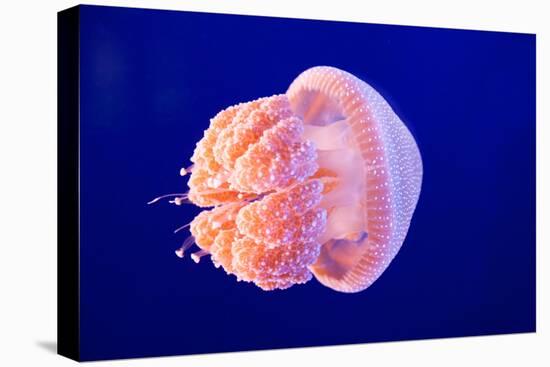 Jellyfish-ymgerman-Premier Image Canvas
