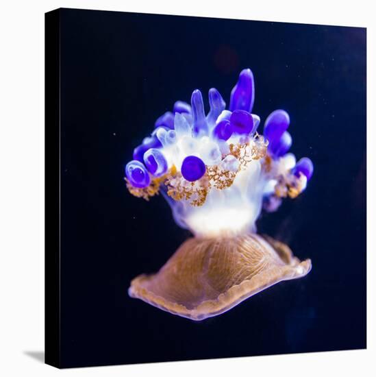 Jellyfish-Nicousnake-Premier Image Canvas