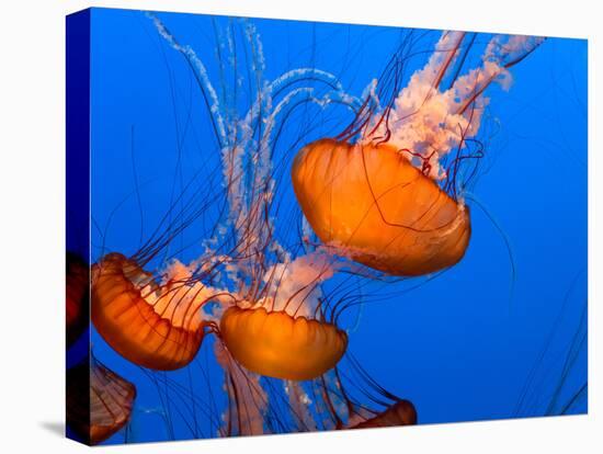Jellyfish-topseller-Premier Image Canvas