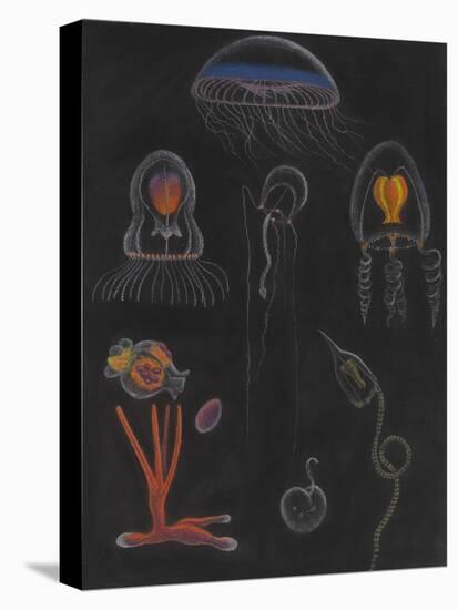 Jellyfish-Philip Henry Gosse-Premier Image Canvas