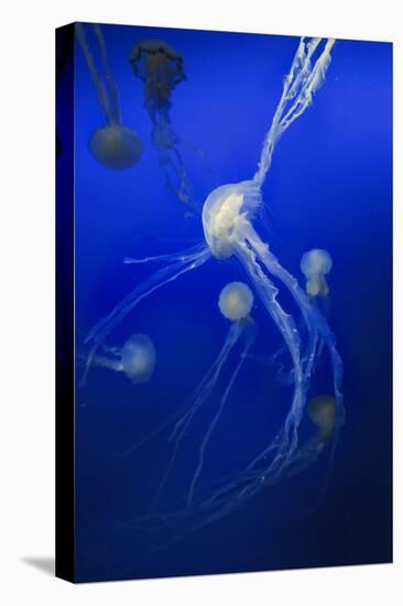 Jellyfishes on Dark Blue Background-PH OK-Premier Image Canvas