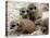 Jenny the Meerkat's Four New Babies Watch as She Stands at London Zoo-null-Premier Image Canvas