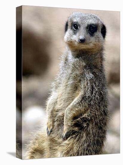 Jenny the Meerkat Shows Her New Babies How to Stand at London Zoo, June 2005-null-Premier Image Canvas