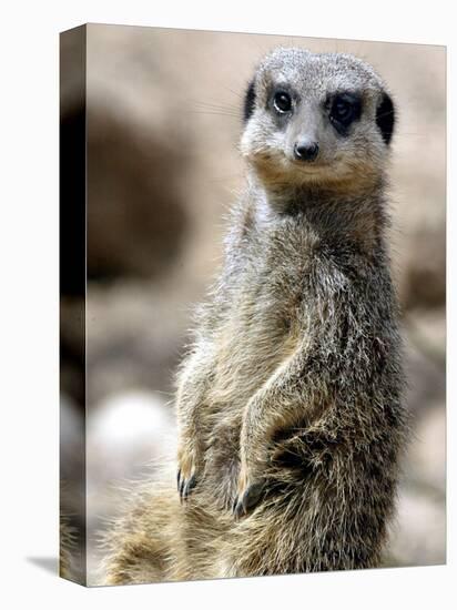 Jenny the Meerkat Shows Her New Babies How to Stand at London Zoo, June 2005-null-Premier Image Canvas