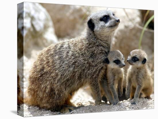 Jenny the Meerkat with Two of Her New Babies at London Zoo, June 2005-null-Premier Image Canvas