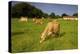 Jersey Cattle, Jersey, Channel Islands, Europe-Neil Farrin-Premier Image Canvas