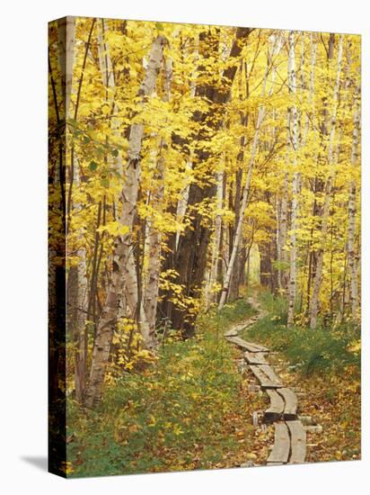 Jessup Trail and Birch in Fall Color, Acadia National Park, Maine, USA-Darrell Gulin-Premier Image Canvas