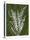 Jewel Ferns I-James Burghardt-Stretched Canvas