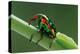 jewel weevil on stem, mexico-claudio contreras-Premier Image Canvas