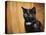 Jeweled Eyes Tortoiseshell Kitten-Jai Johnson-Premier Image Canvas