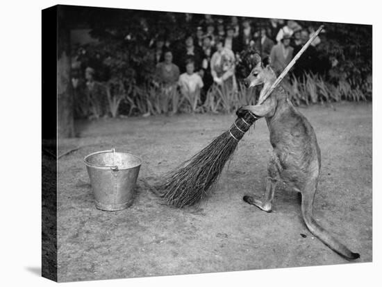 Jimmy Le Kangourou Du Zoo De Londres Faisant Le Menage-null-Stretched Canvas