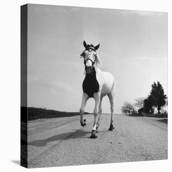 Jimmy the Horse Rollerskating Down Road in Front of Its Farm-Joe Scherschel-Premier Image Canvas