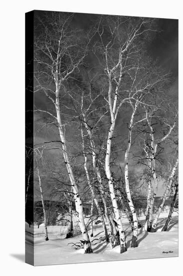 Jo’s Aspens-Barry Hart-Stretched Canvas
