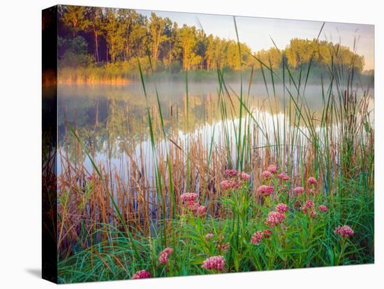 Joe Pye Weed at Sndyers Bend Park, Iowa Missouri River-Tom Till-Premier Image Canvas