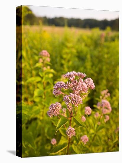 Joe-Pye Weed, Bridgewater, Massachusetts, Usa-Jerry & Marcy Monkman-Premier Image Canvas