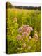 Joe-Pye Weed, Bridgewater, Massachusetts, Usa-Jerry & Marcy Monkman-Premier Image Canvas